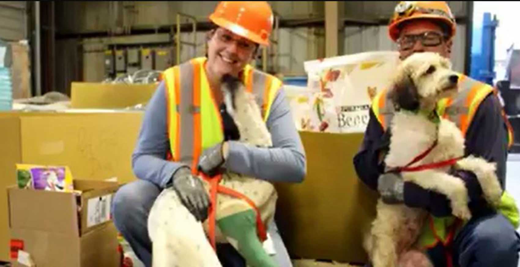 Man and woman kneeling in factory with dogs
