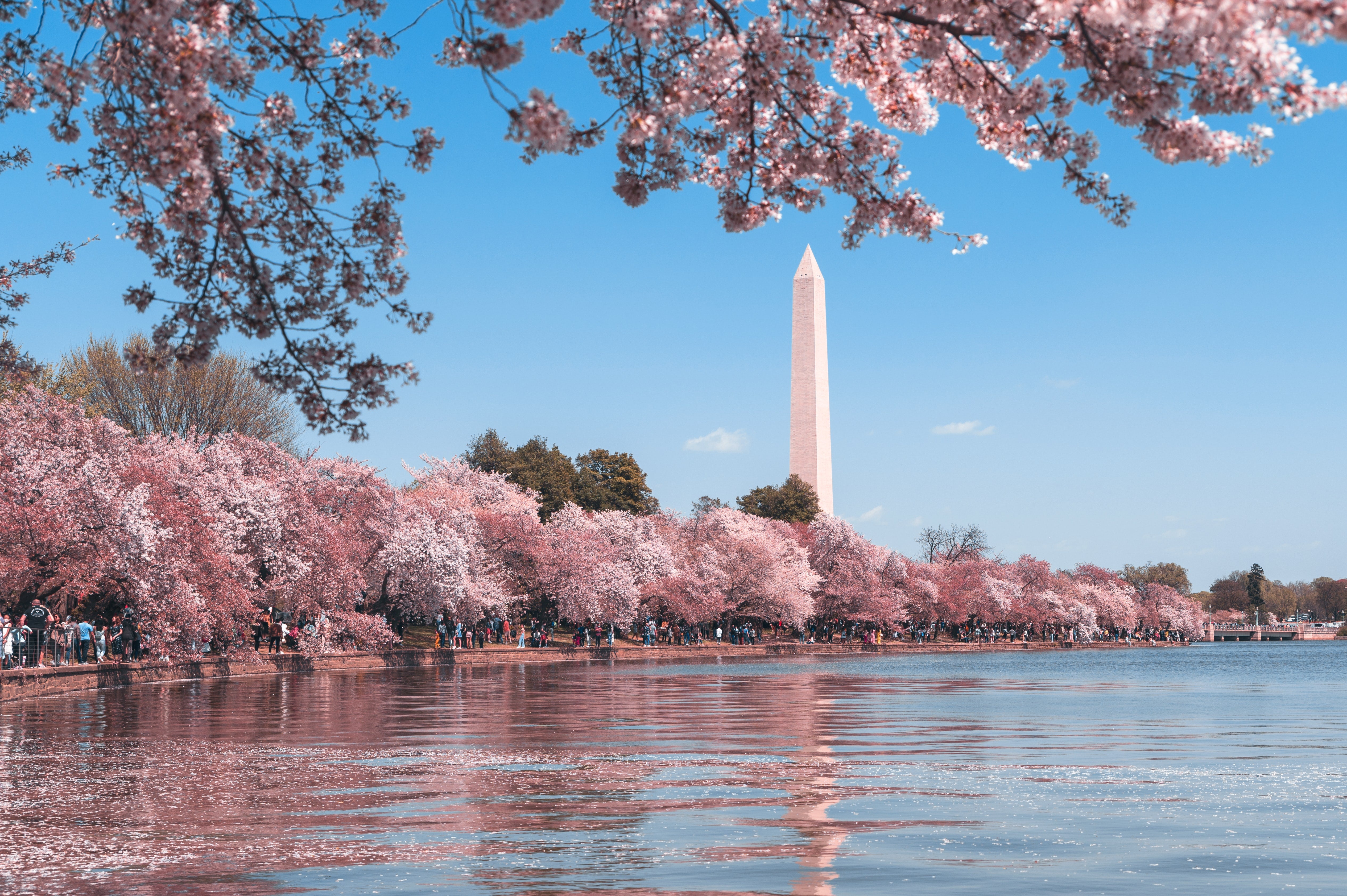 cherry blossoms against washington monument