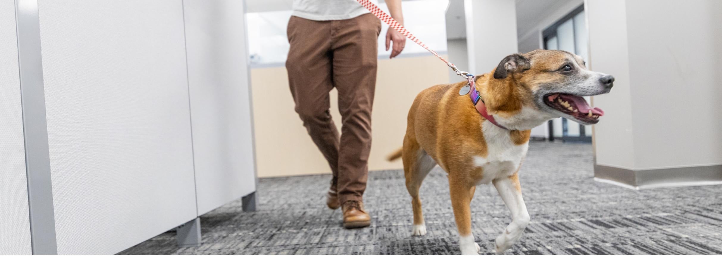 dog on leash in the office