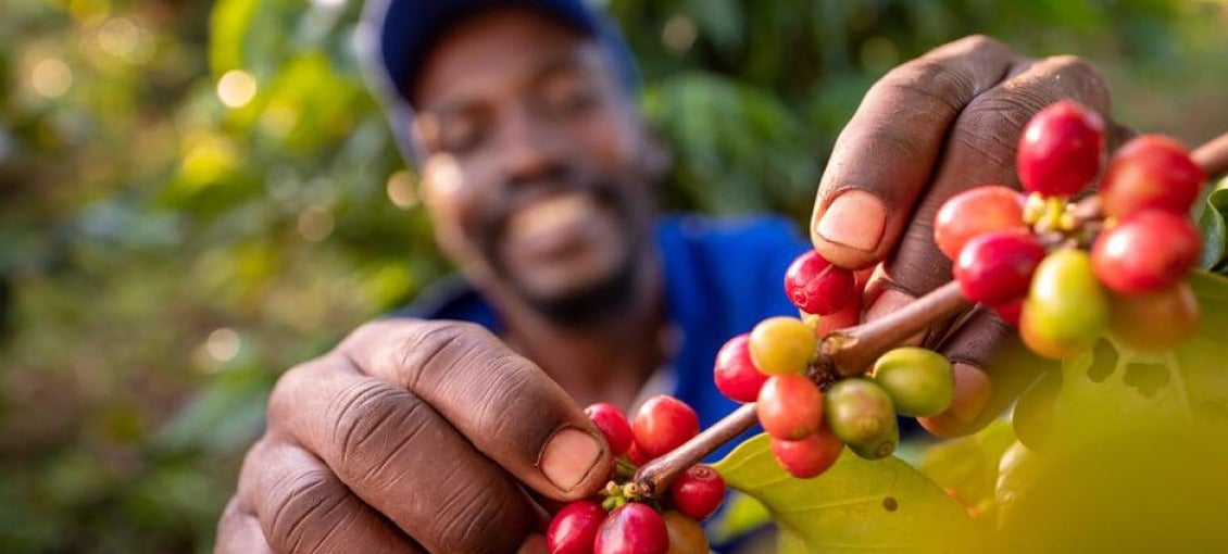 Man picking berries from vine