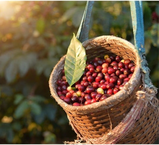 Wicker basket of cranberries